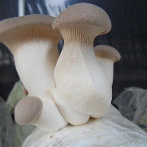 Export Grade Fresh King Oyster Mushroom