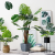 Import Factory Direct Sale Monstera Deliciosa Large Leaf Decorative Artificial Plant from China