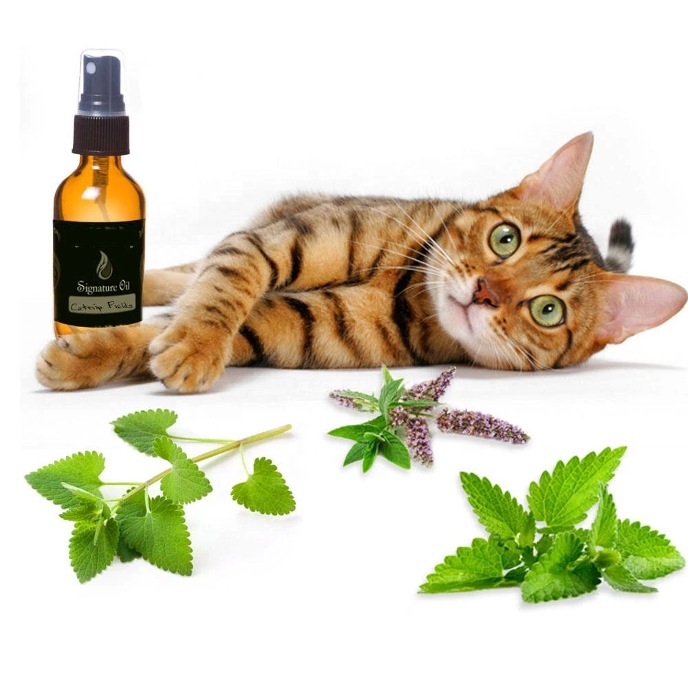 Factory supply 100% Natural and Pure organic Nepeta oil catnip essential oil for animal calming