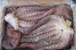Factory wholesale frozen octopus for sale,seafood octopus,baby octopus