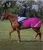 Import Fly Cooler Exercise Sheet Hi-Vis Horse Exercise Reflective from China
