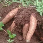 Fresh Cassava Best Quality From Indonesia ( manioc/ tapioca / yuca / macaxeira / mandioca / aipim / manyok)
