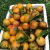 Import Fresh orange fruit yellow for exporting oranges from Vietnam