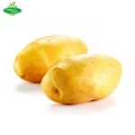 Fresh potato new crop sweet potato export