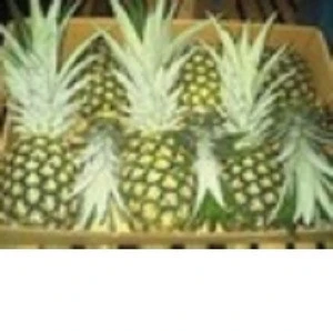 FRESH QUEEN PINEAPPLE ,fresh md2 pineapple