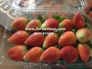 FRESH STRAWBERRY WITH HIGH QUALITY