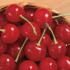 Fresh Sweet Cherries / Fresh Cherry Fruit /Red Cherry for Sale