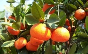 Fresh Tangerine Fruit Cheap Price from Egypt