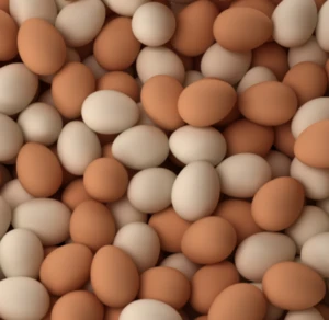 Fresh white chicken eggs, Fresh Chicken Hatching EGGS At Good Prices