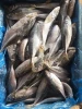 frozen horse mackerel whole round fish