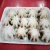 Import frozen seafood baby/small octopus fresh from China