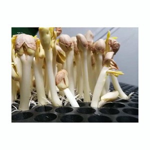 Full Automatic Control Hydroponic Peanut Sprouting Machine