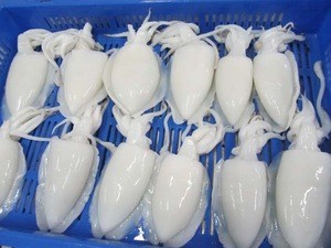Good Quality Indian Cuttlefish Whole Cleaned   Sepia sp