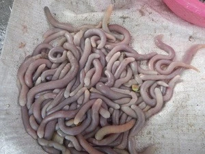 Healthy Dried Sipunculus nudus/ Sa sung worms