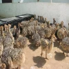 Healthy Ostrich chicks South African farmers