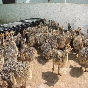 Buy Healthy Ostrich Chicks South African Farmers from FEZOAGROCHEM (PTY