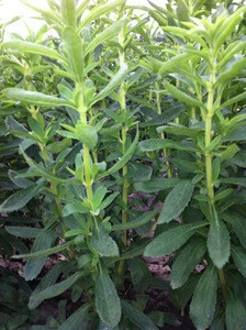 High Germination Rate Crop stevia seeds for growing