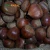 Import High quality bulk chestnut in china from China