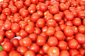 High Quality Fresh Tomato for Sale