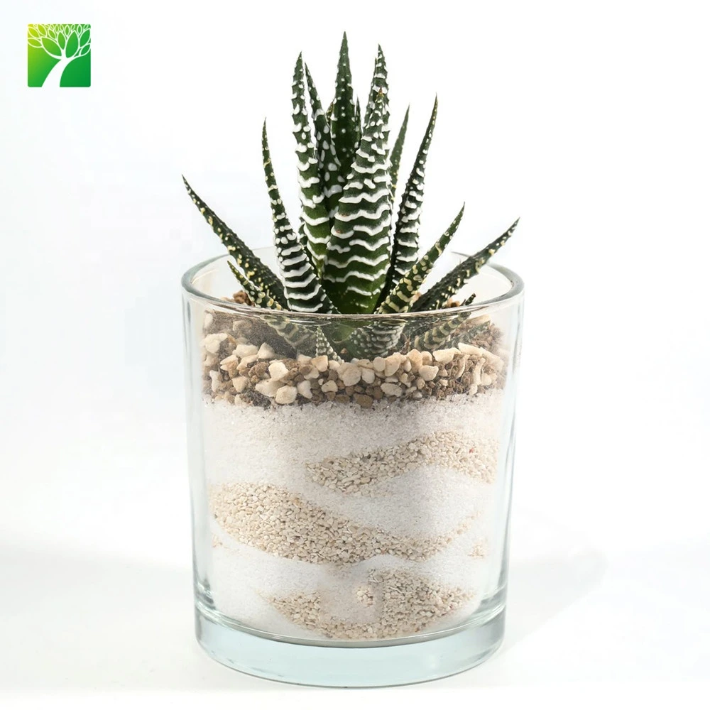 Hot sale DIY terrarium kit live plant bonsai real natural succulents plants set with glass pot