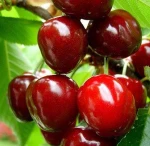 hot sale high quality new crop sweet fresh cherry