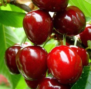 hot sale high quality new crop sweet fresh cherry