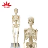 Hot selling for Medical educational supply 45cm human skeleton model