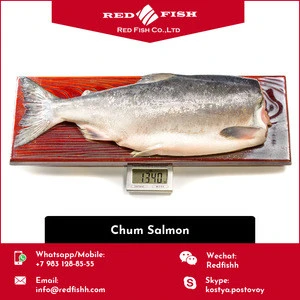 Least Price Russian Frozen Chum Salmon Fish