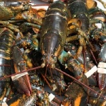 Live Canadian Lobsters / Frozen Lobster Tails