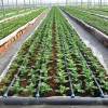 low price agriculture drip irrigation tape/low price drip tape