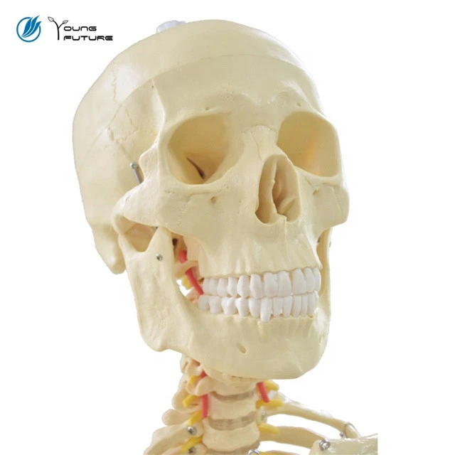 Medical human anatomy skeleton model nursing Training Manikin, cpr Manikin