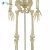 Import Medical human anatomy skeleton model nursing Training Manikin, cpr Manikin from China