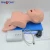 Import Medical Model Intubation Manikine from China