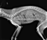 Medical Pet DR Digital X-ray Radiographic System for dog cat animals machine