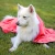 Import MicroLux Medium Dog Towel Absorbent and Light Weight Best Seller Dog Bath Towel for Wholesale Suppliers 80x 120cm from China