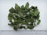 Mint leaf heavy flavor high oil content Mint tea