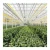 Import Multi span large greenhouses by galvanized steel frame glass plants greenhouse from China