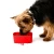 Import New Folding single portable bowl with caribena clip,foldabowl silicone foldable dog travel bowl pet bowl from China
