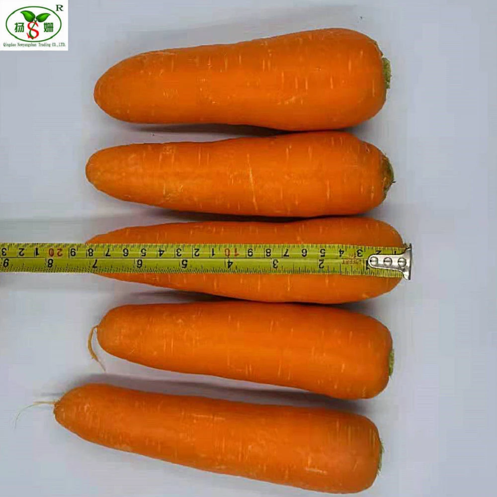 New season fresh vegetable red carrot with cheaper price,high quality fresh carrot for export