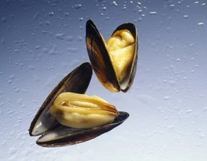 nice quality and cheap shellfish frozen boiled mussel meat from live mussels