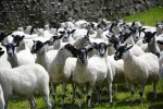 Live Goats Mule Breeding Shearlings