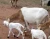 Import nubian goats beef from Philippines