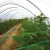 Import Plant Support Vine Climb 5&#x27;x15&#x27; Nylon Mesh Garden Trellis Netting from China