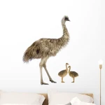 Pure Bred Ostrich Chicks Available
