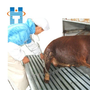 Qingdao Haotang stunners restrainers kill pens Cattle Slaughter Equipment In Cow Abattoir Line