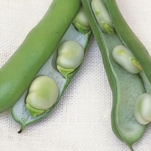 Quality Broad Bean For Sale