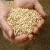 Import Quality  Malt and Pearl  Barley - from Ukraine & Russian - from Germany