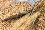 Russian Feed Barley For Animals In Bulk For Wholesale