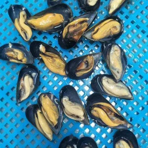 Seafood Shellfish Frozen Half  Mussels