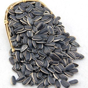Sunflower Seeds Kernels for Sale..